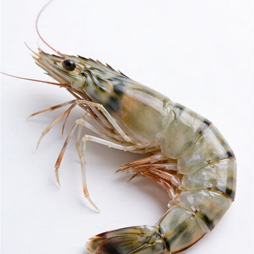 Fresh Tiger Prawn